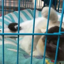 过年回家大战臭小子,与“臭小子”的欢乐对决